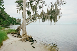 spanish moss draped tree over the water in Washington NC