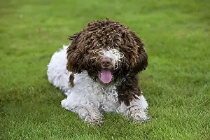 Domestic Dogs Prints: Spanish Water dog (Canis lupus familiaris) or Perro de Agua Espanol lying in garden