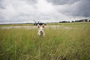 Animal Behavior Prints: A Spanish Waterdog running through a field