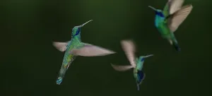 Superstock Prints: Sparkling Violetear (Colibri coruscans) at Jardin Encantado (The Enchanted Garden)
