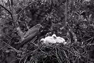 Early Prints: Sparrowhawk at nest, Hickling Norfolk 1942