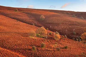 Track Prints: Sparse trees and bracken on the slopes of the Sugar loaf mountain at Abergavenny in South Wales