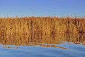 Grasses Prints: Spartina cord grasses in salt marshes on the Rappahannock River, VA