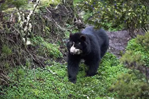 Ecuador Prints: Spectacled Bear joining a field of Corn Imbabura