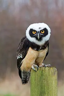 Juveniles Prints: Spectacled Owl (Pulsatrix perspicillata) immature, standing on post (captive)