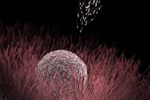 Science Prints: Sperm approaching an ovum before conception