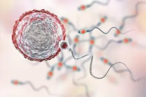 Human Body Prints: Sperm fertilizing egg, illustration