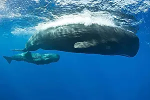 Australasia Prints: Sperm whale mother with calf, Physeter macrocephalus, Caribbean, Dominica, Central America