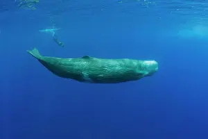Environmentalism Prints: Sperm Whale and Photographer, Physeter catodon, Azores, Atlantic Ocean, Portugal