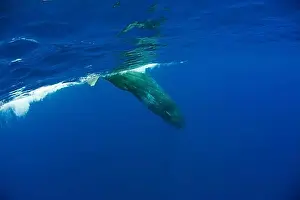 Young Animals Prints: Sperm whale, Physeter catodon, Azores, Atlantic Ocean, Portugal, Europe
