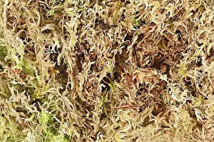 In Flower Prints: (Sphagnum) moss used for plant propagation, orchid flower soil or terrariums