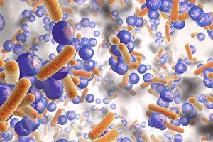 Microbiology Prints: Spherical bacteria and rod-shaped bacteria inside a biofilm