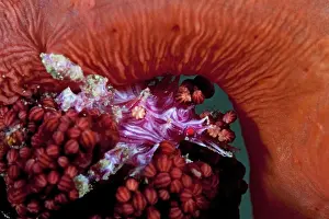 Pink Prints: A spider crab (Hoplophrys oatesii)