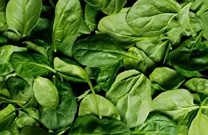 Produce Prints: Spinach background