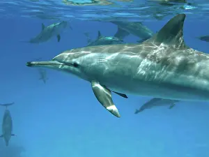 Seas Prints: Spinner dolphin in the Red Sea Sataya in Egypt