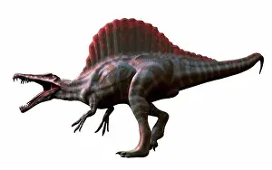 Extinct Prints: Spinosaurus (meaning spine lizard') was arguably the largest known meat-eating dinosaur