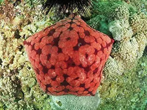 Underwater Prints: Spiny cushion star (Culcita novaeguineae), dive site Mermaid Cove, Qantab, Oman, Asia