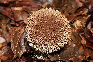 Spine Prints: Spiny Puffball, Igelbovist light brown fruiting body with spines in brown autumn leaves