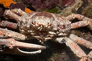 Looks Into The Camera Prints: Spiny yellowline arrow crab, Mithrax spinosissimus
