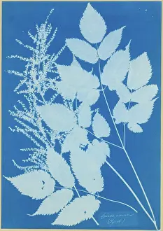Museums Prints: Spiraea aruncus (Tyrol)