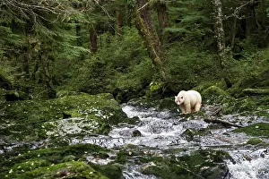 Spirit bear (Ursus americanus kermodei)