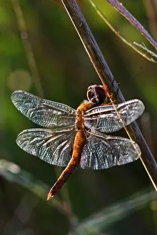 Predatory Prints: spot-winged glider (Pantala hymenaea) sunning on bulrush, north Texas, USA