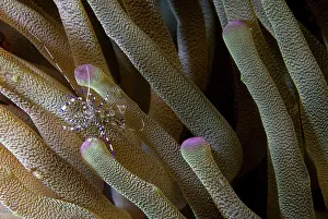 Mexico Prints: Spotted Cleaner Shrimp (Periclimenes yucatanicus) on Giant anemone (Condylactis gigantea)