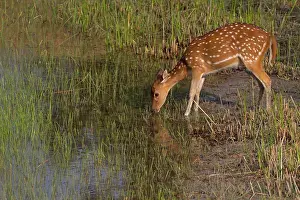 Swamp Prints: Spotted Deer (Axis axis) adult female