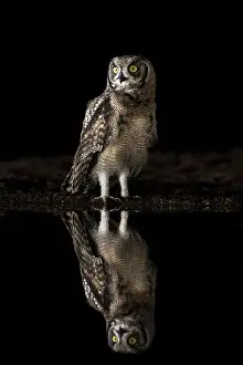 Flowing Water Prints: Spotted eagle owl (Bubo africanus) at night