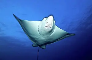 Seas Prints: Spotted Eagle Ray bottom view Tuamotu French Polynesia
