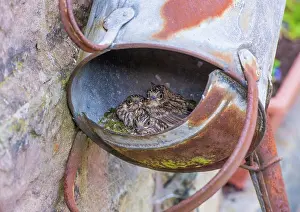 Watering Can Prints: Spotted Flycatcher (Muscicapa striata) chicks