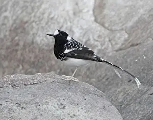 Spotted Forktail (Enicurus maculatus) adult, standing on rock, Sattal, Uttarakhand, India, february