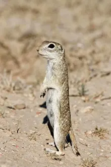 Standing Up Prints: Spotted ground squirrel Spermophilus spilosoma, Pueblo West, Colorado