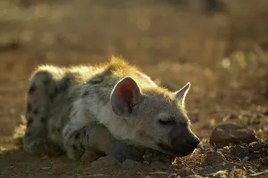 Wild Africa Prints: Spotted Hyaena ( Crocuta crocuta) cub sleeping in mopane veld