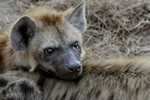 Spotted hyena, also known as the laughing hyena or hyaena (Crocuta crocuta) juvenile