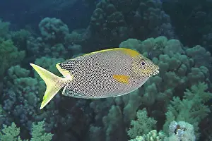 Underwater Prints: Spotted rabbitfish (Siganus stellatus laqueus)