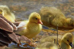 Crete Prints: Spring in Crete, close-up, ducklings (anatis)