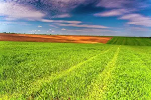 Farm Prints: Spring Fields - Fresh green field
