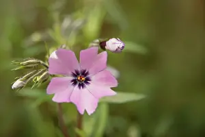 Bokeh Prints: Spring flowers, moss phlox, pink flower, close-up