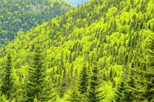 Mixed Prints: Spring forest, Gros Morne National Park, Newfoundland and Labrador, NL, Canada