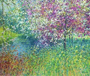 Surrey Prints: Spring garden scene with blossom and daffodlils