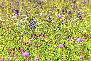 Colourful Prints: Spring meadow with colourful wildflowers in the Swabian Alb near Granheim