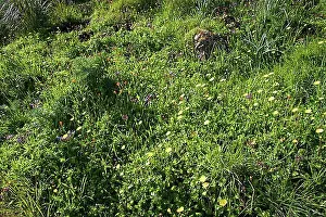 Diverse Prints: Spring meadow, various flowers
