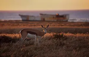 Single Animal Prints: Springbok in front of ship wreck