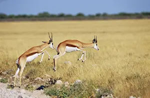 Antelope Prints: two springboks, springbucks jumping, Antidorcas marsupialis