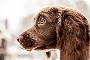 Springer Spaniel Prints: Springer spaniel puppy, headshot