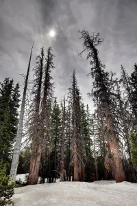 Wyoming Prints: Spruce beetle (Dendroctonus rufipennis) killed trees