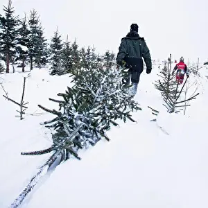 Holidays Prints: Spruces