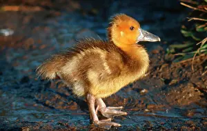 Young Animals Prints: Spur-winged Goose (Plectropterus gambensis) gosling