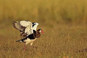 Natural Preserve Prints: Spur-winged spur-winged goose (Plectropterus gambensis)